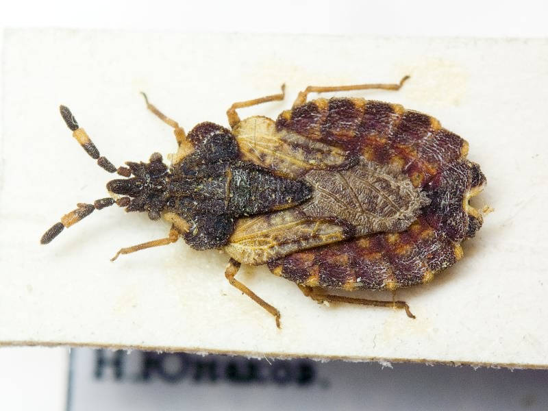 Aradus versicolor Herrich-Schäffer, 1835